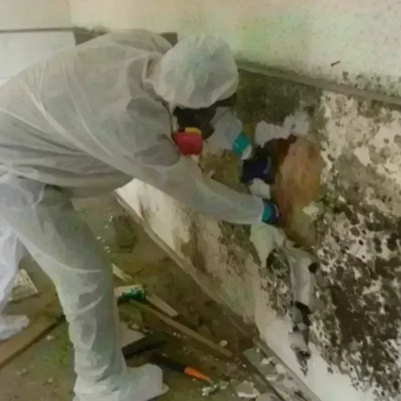 Mold Remediation and Removal in Purdy, WA